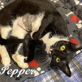 Pepper -  Tuxedo Cat for Adoption in Southern Pines, North Carolina - Pepper | PetCurious