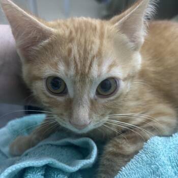 RANDALL -  Domestic Short Hair Cat for Adoption in Richmond, California - RANDALL | PetCurious