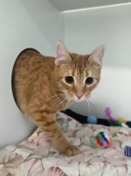 Tot -  Domestic Short Hair Cat for Adoption in Savannah, Georgia - Tot | PetCurious