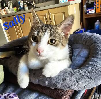 Sally (the boy) -  Domestic Short Hair Cat for Adoption in Kitchener, Ontario - Sally (the Boy) | PetCurious
