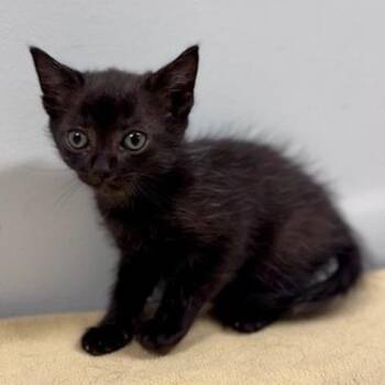 Rook 1 -  Domestic Short Hair Cat for Adoption in New York, New York - Rook 1 | PetCurious