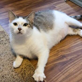Ophelia -  Domestic Short Hair Cat for Adoption in Ashland, Virginia - Ophelia | PetCurious