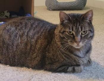 CHILLY -  Domestic Short Hair Cat for Adoption in Colorado Springs, Colorado - CHILLY | PetCurious