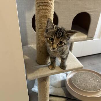 Annabelle -  Domestic Short Hair Cat for Adoption in Wakefield, Quebec - Annabelle | PetCurious