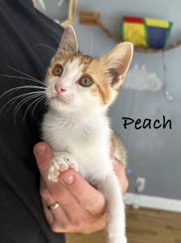 Peach -  Calico and Domestic Short Hair Cat for Adoption in Seal Beach, California - Peach | PetCurious