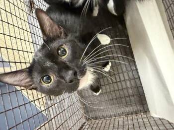 ONYX -  Domestic Short Hair Cat for Adoption in Doral, Florida - ONYX | PetCurious