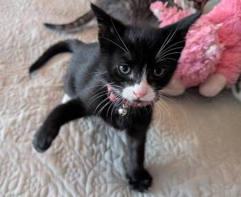 Espresso -  Domestic Short Hair Cat Available for Adoption in Bayonne, New Jersey - Espresso | PetCurious
