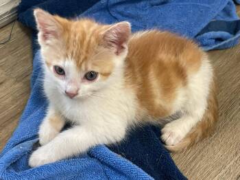 Goodwin -  Tabby Cat for Adoption in Walnut Creek, California - Goodwin | PetCurious
