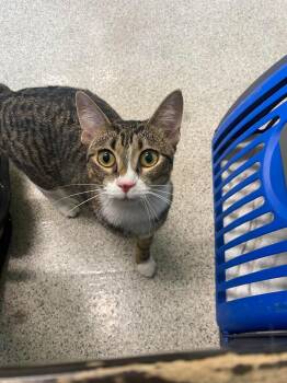 Rescue Domestic Short Hair Cats for Adoption in East Peoria, Illinois - Ember | PetCurious