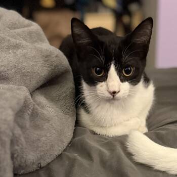 Rescue Tuxedo and Domestic Short Hair Cats for Adoption in Lombard, Illinois - Socksi | PetCurious