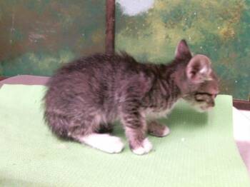 LEO -  Domestic Short Hair Cat for Adoption in Houston, Texas - LEO | PetCurious