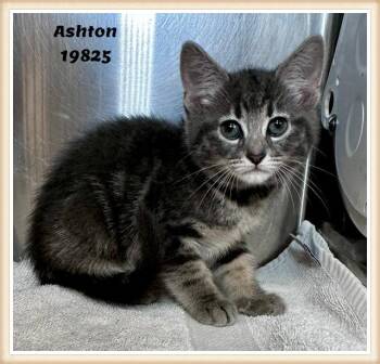 ASHTON see also ADMIRAL -  Domestic Short Hair and Tabby Cat for Adoption in Marietta, Georgia - ASHTON See Also ADMIRAL | PetCurious