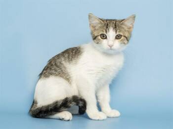 IRIS -  Domestic Short Hair Cat for Adoption in Phoenix, Arizona - IRIS | PetCurious