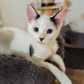 Una -  Domestic Short Hair Cat for Adoption in Milan, Illinois - Una | PetCurious
