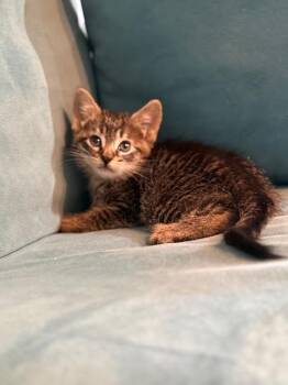 Domestic Short Hair Cats Available for Adoption in Houston, Texas - Eva | PetCurious