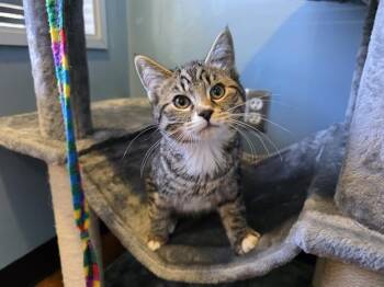 Domestic Short Hair Cats Available for Adoption in Santa Clara, California - LEO | PetCurious