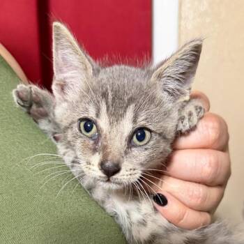 Mick -  Domestic Short Hair Cat for Adoption in Midland, Texas - Mick | PetCurious