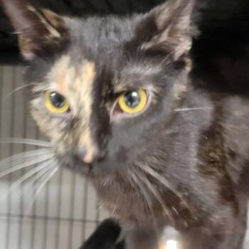 Domestic Short Hair Cats Available for Adoption in Wilmington, Delaware - Trina | PetCurious