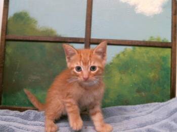 JASPER -  Domestic Short Hair Cat for Adoption in Houston, Texas - JASPER | PetCurious