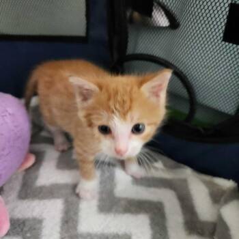 Captain James -  Domestic Short Hair Cat for Adoption in Valdosta, Georgia - Captain James | PetCurious