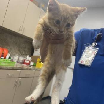 Leonard -  Domestic Short Hair Cat for Adoption in Dickinson, Texas - Leonard | PetCurious