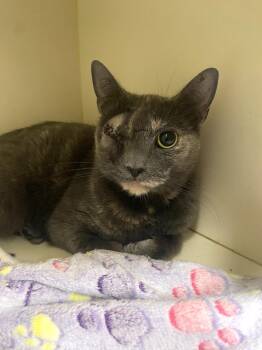 Rescue Domestic Short Hair Cats for Adoption in Elyria, Ohio - Cotton | PetCurious