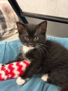 Firecracker -  Domestic Short Hair Cat for Adoption in Syracuse, Indiana - Firecracker | PetCurious