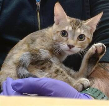 JESSICA -  Domestic Short Hair Cat for Adoption in Doral, Florida - JESSICA | PetCurious