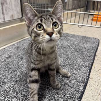 Domestic Short Hair Cats Available for Adoption - Unicorn | PetCurious