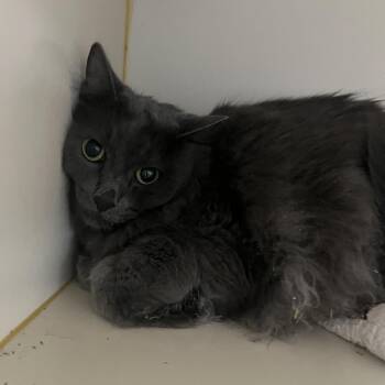 Wolfie -  Domestic Long Hair Cat for Adoption in Idaho Falls, Idaho - Wolfie | PetCurious