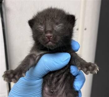 Domestic Short Hair Cats Available for Adoption in San Bernardino, California - JEWEL | PetCurious