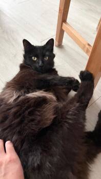 Rescue Domestic Long Hair Cats for Adoption in New York, New York - Meh Tien Yu | PetCurious