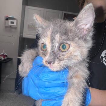Domestic Short Hair Cats Available for Adoption in Greenville, South Carolina - Wren | PetCurious