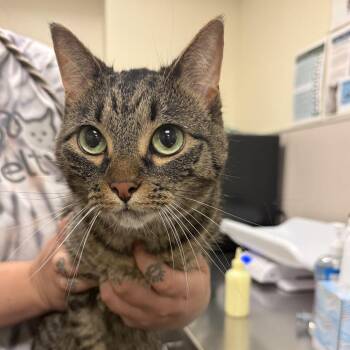 Dandelion -  Domestic Short Hair and Mixed Breed Cat for Adoption in Chicago, Illinois - Dandelion | PetCurious