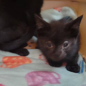 Oingo -  Domestic Short Hair Cat for Adoption in Milan, Illinois - Oingo | PetCurious