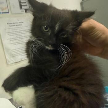Domestic Medium Hair Cats Available for Adoption in Charleston, West Virginia - Macintosh | PetCurious