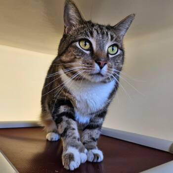 Rescue Domestic Short Hair Cats for Adoption in Harrisonburg, Virginia - Angel | PetCurious