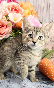 Domestic Short Hair Cats Available for Adoption in Ocean Springs, Mississippi - Coconut | PetCurious