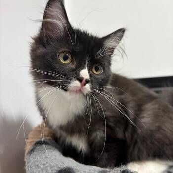 Po-8-os -  Domestic Medium Hair Cat for Adoption in Puslinch, Ontario - Po-8-os | PetCurious