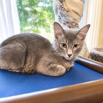 Lady Gray -  Domestic Medium Hair Cat for Adoption in Houston, Texas - Lady Gray | PetCurious