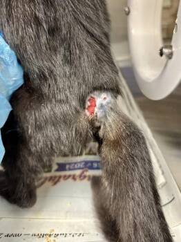 Justice Zebra -  Domestic Short Hair Cat for Adoption in Wichita, Kansas - Justice Zebra | PetCurious