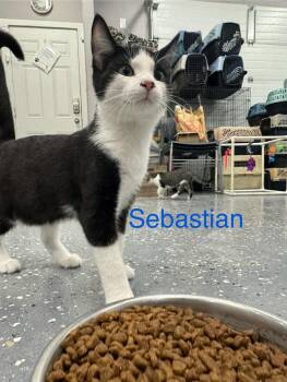 Rescue Domestic Short Hair Cats for Adoption in Wayland, Michigan - Sebastian | PetCurious