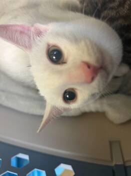 Artemis -  Domestic Short Hair Cat for Adoption in Raleigh, North Carolina - Artemis | PetCurious