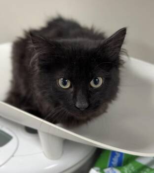 Domestic Medium Hair Cats Available for Adoption - Stumpy | PetCurious