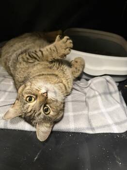 Church -  Domestic Short Hair Cat Available for Adoption in West Mifflin, Pennsylvania - Church | PetCurious