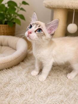 Frankie Napa -  Siamese Cat for Adoption in Napa, California - Frankie Napa | PetCurious