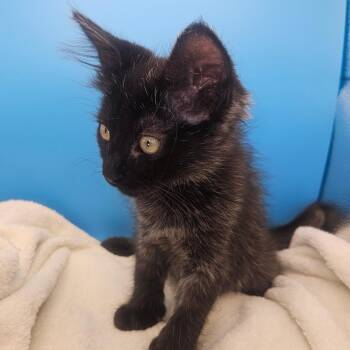 Glory -  Domestic Medium Hair Cat for Adoption in Elfin Forest, California - Glory | PetCurious