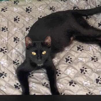 Domestic Short Hair Cats Available for Adoption in Port Richey, Florida - Mamma Mosh Pit | PetCurious
