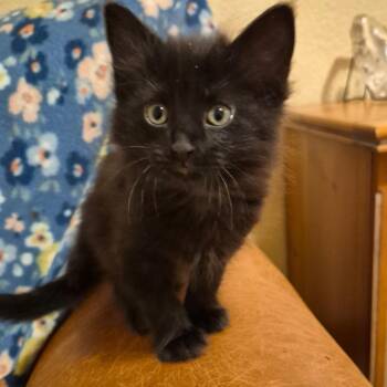 Domestic Medium Hair Cats Available for Adoption in Cheyenne, Wyoming - Lark | PetCurious