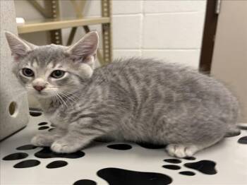 TOTES -  Domestic Short Hair Cat for Adoption in Derwood, Maryland - TOTES | PetCurious